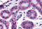 Protein Tyrosine Kinase 2 antibody, MBS240044, MyBioSource, Immunohistochemistry frozen image 