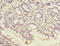 Peroxisomal Biogenesis Factor 19 antibody, orb39418, Biorbyt, Immunohistochemistry paraffin image 