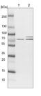 RNA Polymerase III Subunit C antibody, NBP1-87110, Novus Biologicals, Western Blot image 