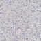 Extended Synaptotagmin 2 antibody, HPA002132, Atlas Antibodies, Immunohistochemistry frozen image 