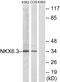 NK6 Homeobox 3 antibody, PA5-38514, Invitrogen Antibodies, Western Blot image 