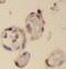 Peptidase M20 Domain Containing 2 antibody, FNab06567, FineTest, Immunohistochemistry frozen image 