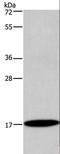 Inhibitor Of DNA Binding 4, HLH Protein antibody, LS-C403233, Lifespan Biosciences, Western Blot image 