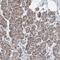 Secernin 2 antibody, HPA022934, Atlas Antibodies, Immunohistochemistry frozen image 