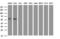 Adrenocortical dysplasia protein homolog antibody, LS-C173789, Lifespan Biosciences, Western Blot image 