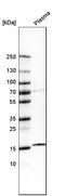 Cathelicidin Antimicrobial Peptide antibody, HPA029874, Atlas Antibodies, Western Blot image 