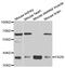 Secreted frizzled-related protein 3 antibody, abx005056, Abbexa, Western Blot image 
