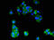 60S ribosomal protein L10a antibody, LS-C673987, Lifespan Biosciences, Immunofluorescence image 