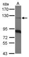 Coatomer subunit beta antibody, NBP2-15578, Novus Biologicals, Western Blot image 