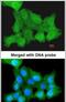 Zinc finger protein ZPR1 antibody, PA5-22021, Invitrogen Antibodies, Immunofluorescence image 