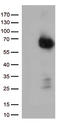 p75 ICD antibody, CF812989, Origene, Western Blot image 