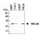 TP53 Induced Glycolysis Regulatory Phosphatase antibody, ALX-804-872-C100, Enzo Life Sciences, Western Blot image 