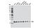 BCL2 Antagonist/Killer 1 antibody, 12105S, Cell Signaling Technology, Western Blot image 