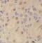 Nucleoporin 205 antibody, FNab05923, FineTest, Immunohistochemistry frozen image 