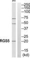 Regulator of G-protein signaling 5 antibody, TA313010, Origene, Western Blot image 