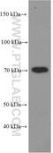 Optineurin antibody, Biotin-60293, Proteintech Group, Western Blot image 