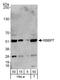 Histone-binding protein RBBP7 antibody, A300-959A, Bethyl Labs, Western Blot image 
