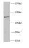 NEDD4 Like E3 Ubiquitin Protein Ligase antibody, FNab05646, FineTest, Western Blot image 