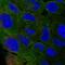 Perilipin 4 antibody, NBP2-13776, Novus Biologicals, Immunofluorescence image 