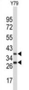 F-Box Protein 4 antibody, abx034312, Abbexa, Western Blot image 