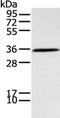 Serine/threonine-protein kinase Nek7 antibody, PA5-51334, Invitrogen Antibodies, Western Blot image 