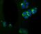 Internexin Neuronal Intermediate Filament Protein Alpha antibody, NBP2-75407, Novus Biologicals, Immunocytochemistry image 