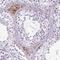 TAFA Chemokine Like Family Member 3 antibody, PA5-63210, Invitrogen Antibodies, Immunohistochemistry paraffin image 