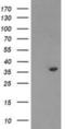 Quinone oxidoreductase PIG3 antibody, NBP2-01301, Novus Biologicals, Western Blot image 