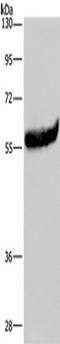Estrogen Receptor 2 antibody, TA349939, Origene, Western Blot image 