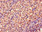 Dimethylarginine Dimethylaminohydrolase 2 antibody, A62394-100, Epigentek, Immunohistochemistry paraffin image 