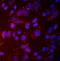 Calcium-binding and coiled-coil domain-containing protein 2 antibody, A05876-1, Boster Biological Technology, Immunofluorescence image 