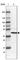 Pulmonary surfactant-associated protein D antibody, HPA044582, Atlas Antibodies, Western Blot image 