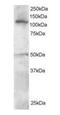 Helicase-like transcription factor antibody, orb18396, Biorbyt, Western Blot image 