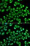 MAPK Activated Protein Kinase 3 antibody, LS-C349249, Lifespan Biosciences, Immunofluorescence image 