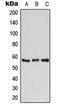 VATB1 antibody, MBS821567, MyBioSource, Western Blot image 