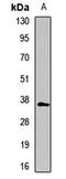 G Protein Pathway Suppressor 2 antibody, orb412222, Biorbyt, Western Blot image 