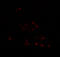 Developing Brain Homeobox 2 antibody, 6873, ProSci, Immunofluorescence image 