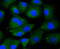 Kinesin-like protein KIF23 antibody, 13-976, ProSci, Immunofluorescence image 