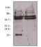VEGF antibody, ADI-905-164-100, Enzo Life Sciences, Immunoprecipitation image 