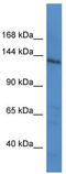 Latent-transforming growth factor beta-binding protein 1 antibody, TA342898, Origene, Western Blot image 