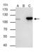 Nucleoporin 107 antibody, PA5-30774, Invitrogen Antibodies, Immunoprecipitation image 