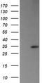 Trafficking Protein Particle Complex 4 antibody, TA505572AM, Origene, Western Blot image 