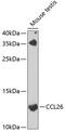 C-C Motif Chemokine Ligand 26 antibody, 22-757, ProSci, Western Blot image 