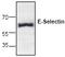 Selectin E antibody, TA318934, Origene, Western Blot image 