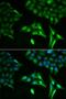 Acyl-CoA Dehydrogenase Short Chain antibody, LS-C331159, Lifespan Biosciences, Immunofluorescence image 