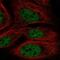 TOP1 Binding Arginine/Serine Rich Protein antibody, NBP2-56069, Novus Biologicals, Immunocytochemistry image 