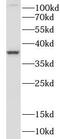 Dual specificity mitogen-activated protein kinase kinase 6 antibody, FNab04977, FineTest, Western Blot image 