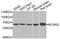 Potassium Voltage-Gated Channel Modifier Subfamily S Member 3 antibody, A7906, ABclonal Technology, Western Blot image 
