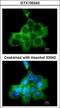 Dedicator of cytokinesis protein 1 antibody, GTX100243, GeneTex, Immunofluorescence image 