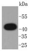 Atypical Chemokine Receptor 3 antibody, NBP2-67666, Novus Biologicals, Western Blot image 